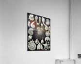 3 haeckel thalamphora Acrylic Print