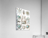 17 haeckel narcomedusae Acrylic Print