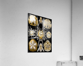 31 haeckel echinidea Acrylic Print