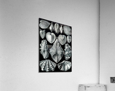 56 haeckel acephala Acrylic Print