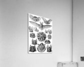68 haeckel chiroptera Acrylic Print