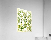 65 haeckel siphoneae Acrylic Print