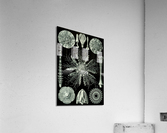 61 haeckel echinidea Acrylic Print