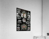 72 haeckel stephoidea Acrylic Print