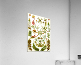 83 haeckel hepaticae Acrylic Print