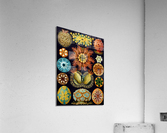 86 haeckel ascidiae Acrylic Print