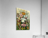 75 haeckel orchidae Acrylic Print