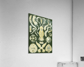 76 haeckel platodes  Acrylic Print