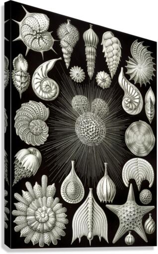 3 haeckel thalamphora Canvas Print