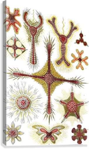 12 haeckel discoidea Canvas Print