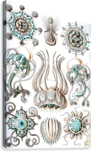 17 haeckel narcomedusae Canvas Print