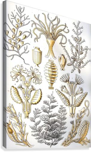 26 haeckel sertulariae Canvas Print