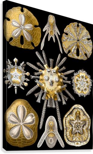 31 haeckel echinidea Canvas Print