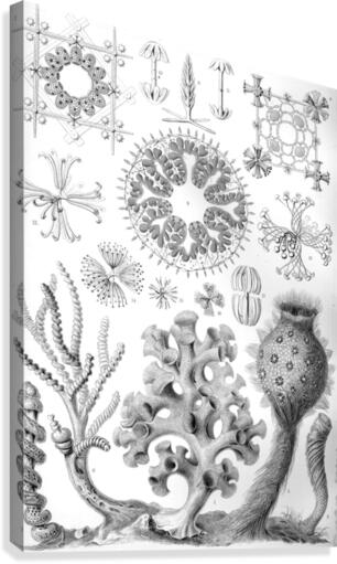 36 haeckel hexactinellae Canvas Print