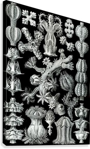 40 haeckel gorgonida Canvas Print