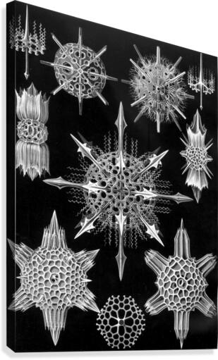 42 haeckel acanthophracta Canvas Print