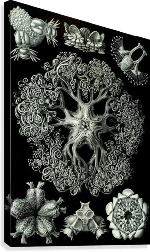 71 haeckel ophiodea Canvas Print