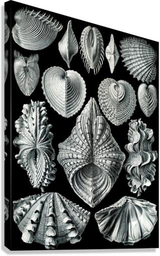 56 haeckel acephala Canvas Print