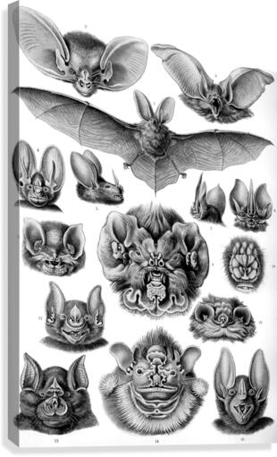 68 haeckel chiroptera Canvas Print