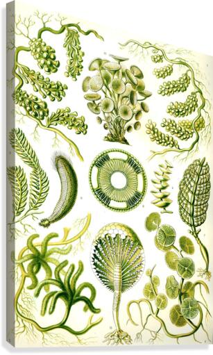 65 haeckel siphoneae Canvas Print