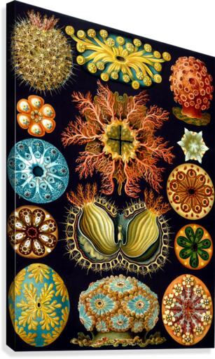 86 haeckel ascidiae Canvas Print