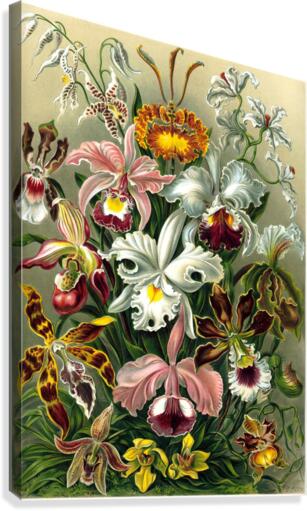 75 haeckel orchidae Canvas Print