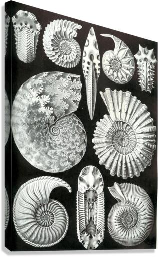 45 haeckel ammonitida Canvas Print
