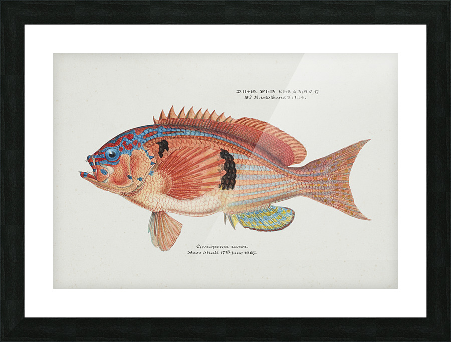  Fine Art print