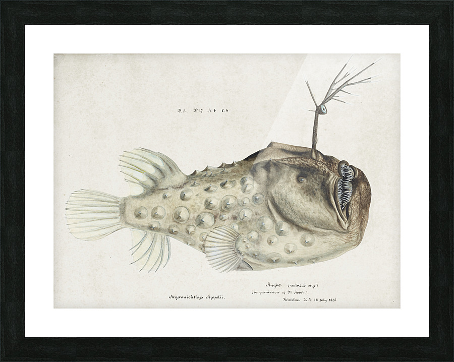  Fine Art print