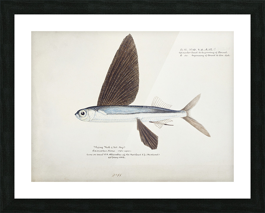  Fine Art print