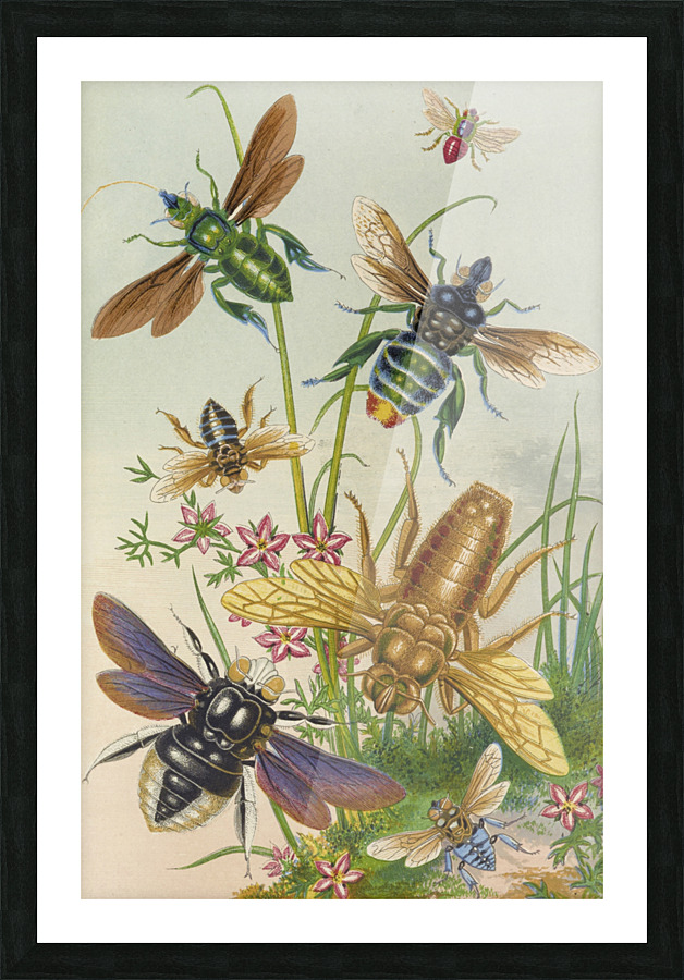  Fine Art print