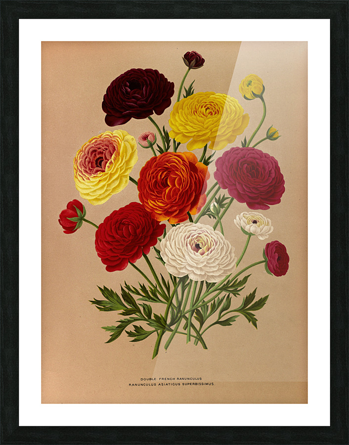 Fine Art print