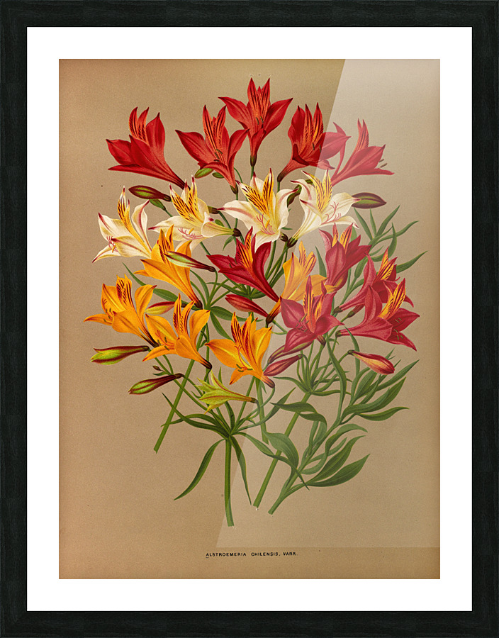  Fine Art print