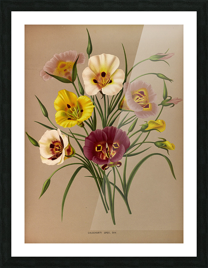  Fine Art print