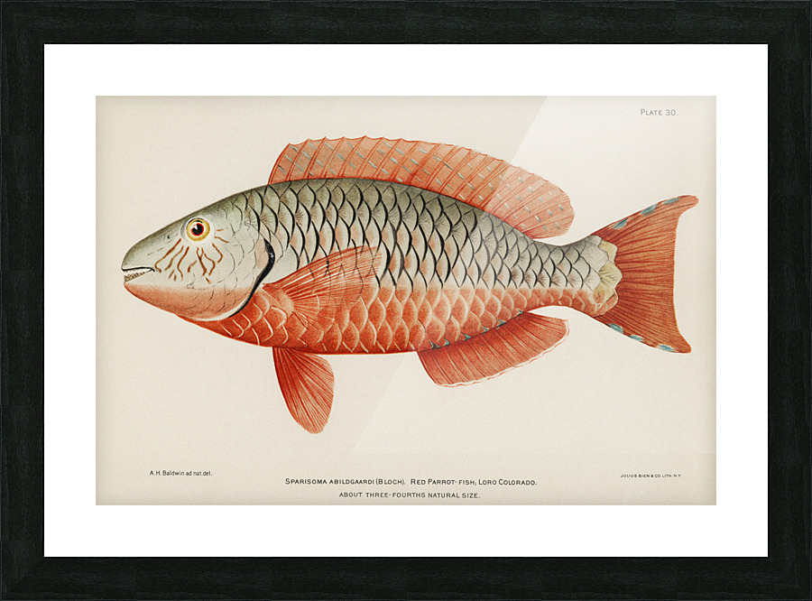  Fine Art print