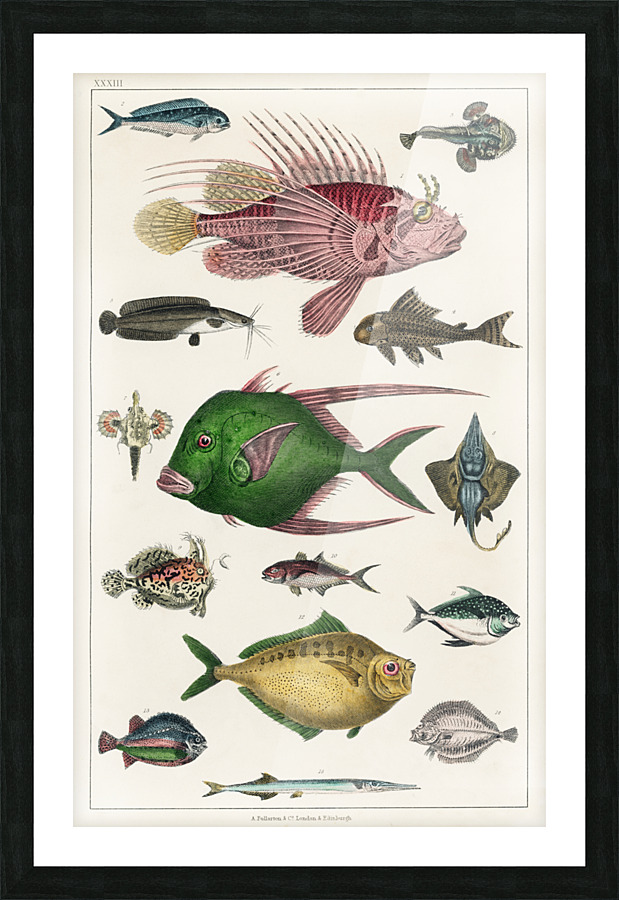  Fine Art print