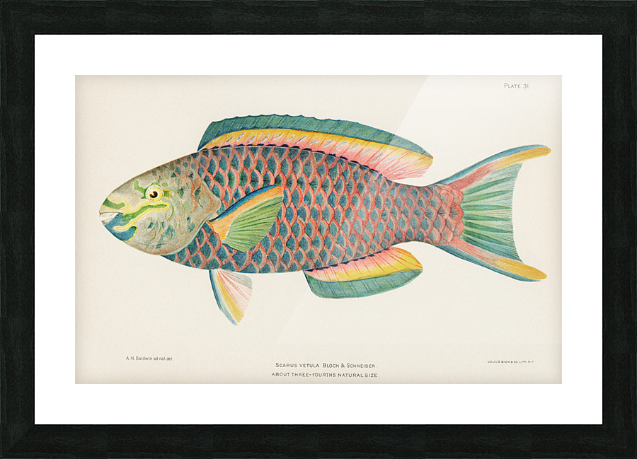  Fine Art print