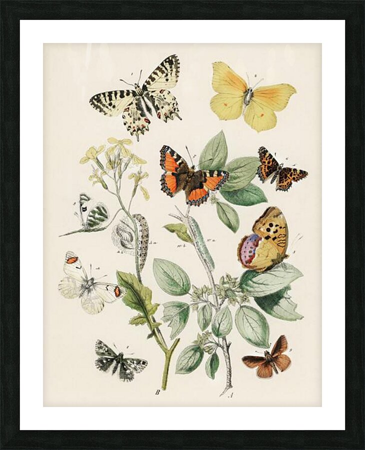  Fine Art print