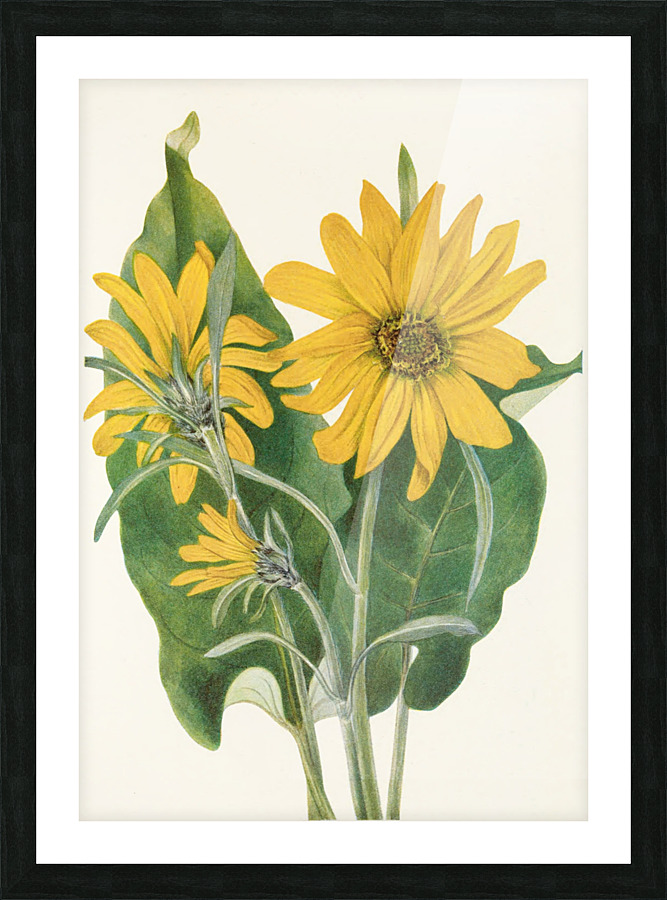  Fine Art print