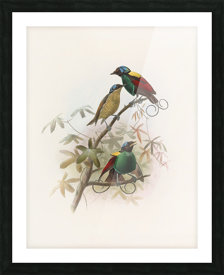  Fine Art print