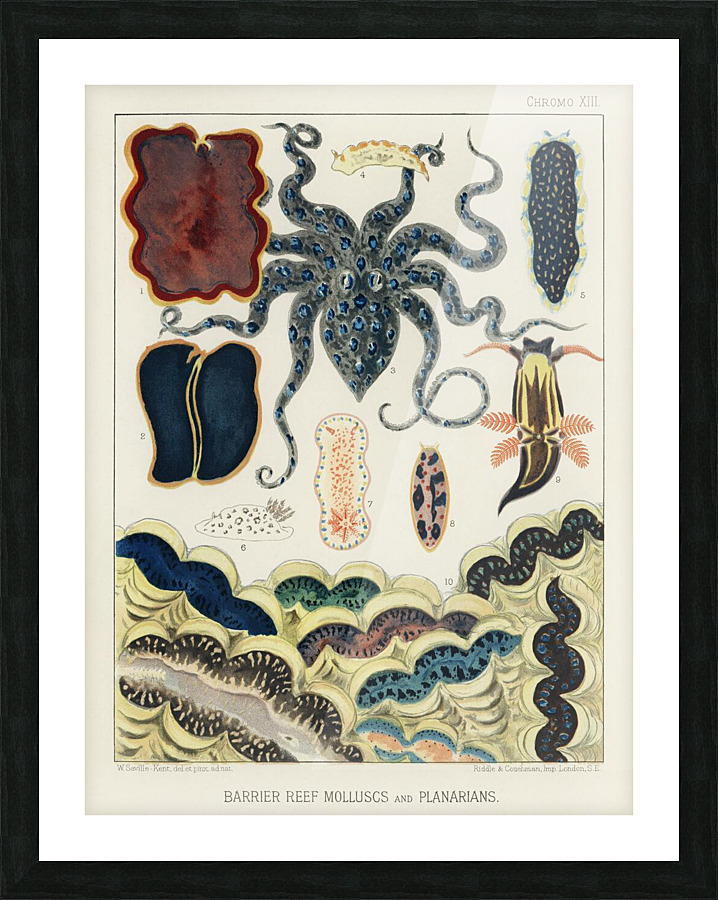  Fine Art print