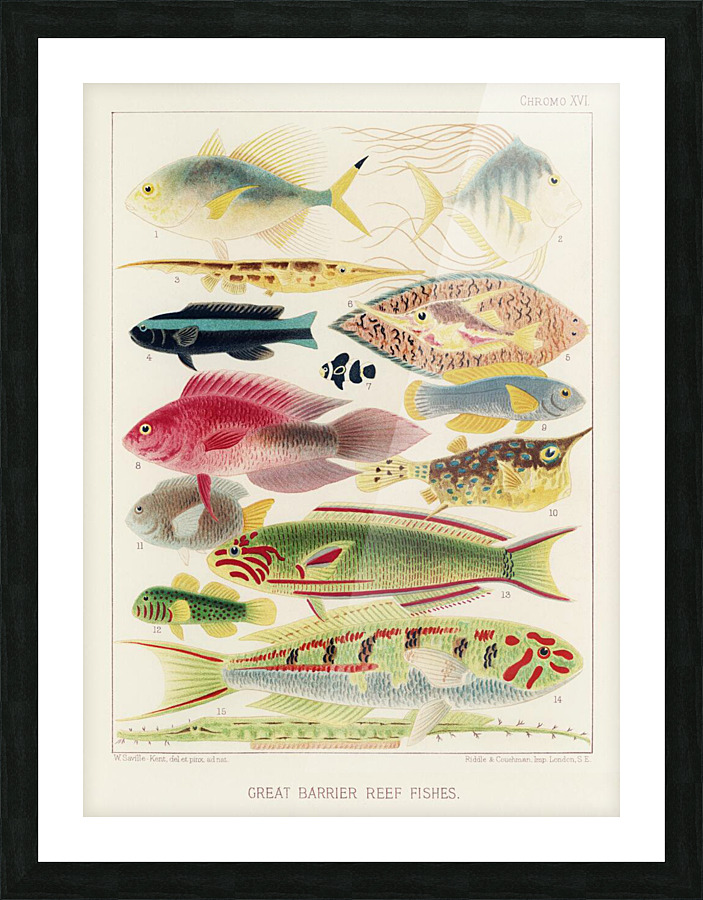  Fine Art print