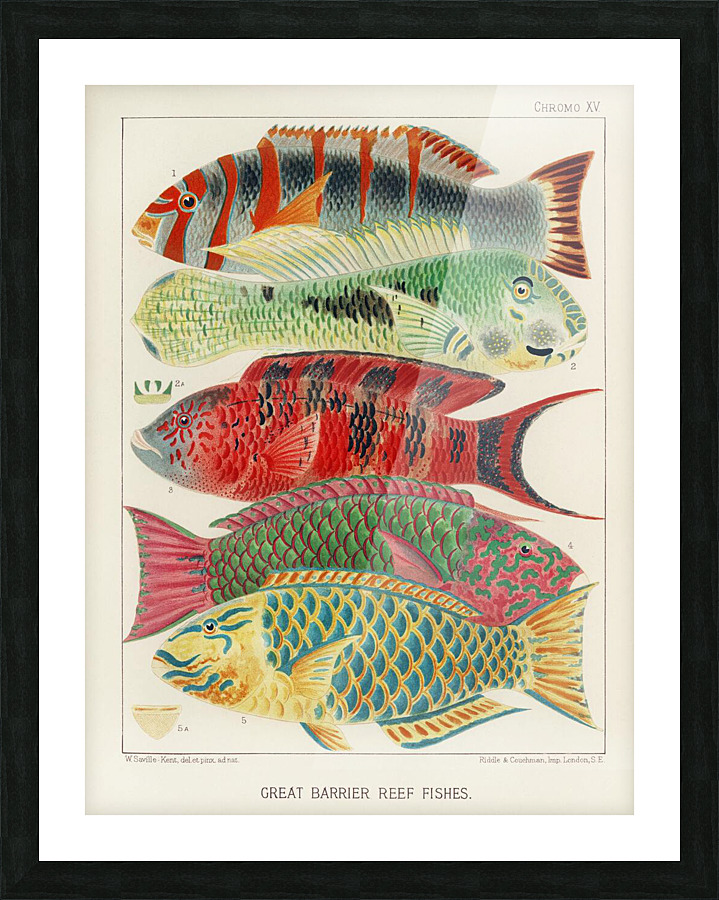  Fine Art print