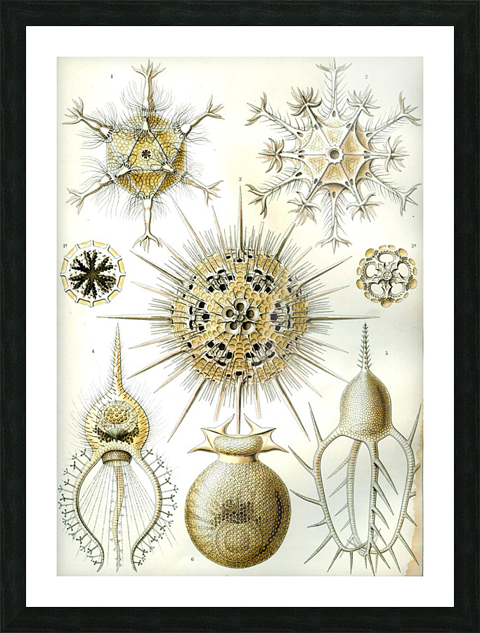 2 haeckel phaeodaria Picture Frame print