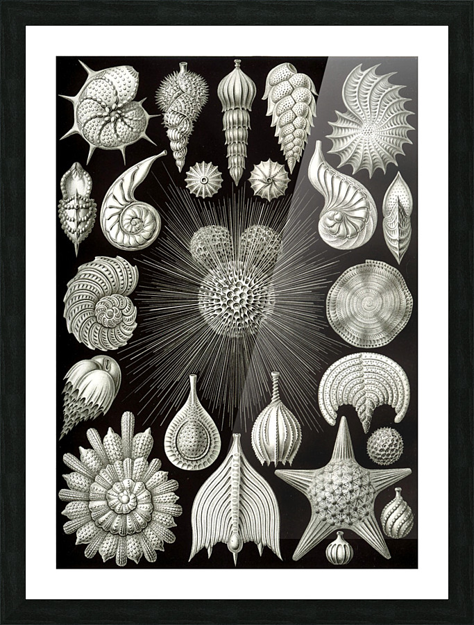 3 haeckel thalamphora Picture Frame print