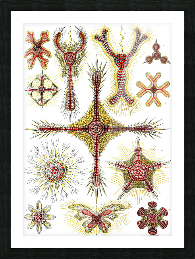 12 haeckel discoidea Picture Frame print