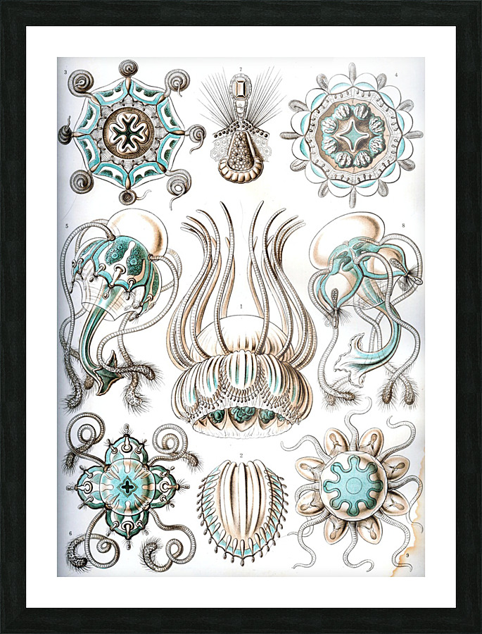 17 haeckel narcomedusae Picture Frame print