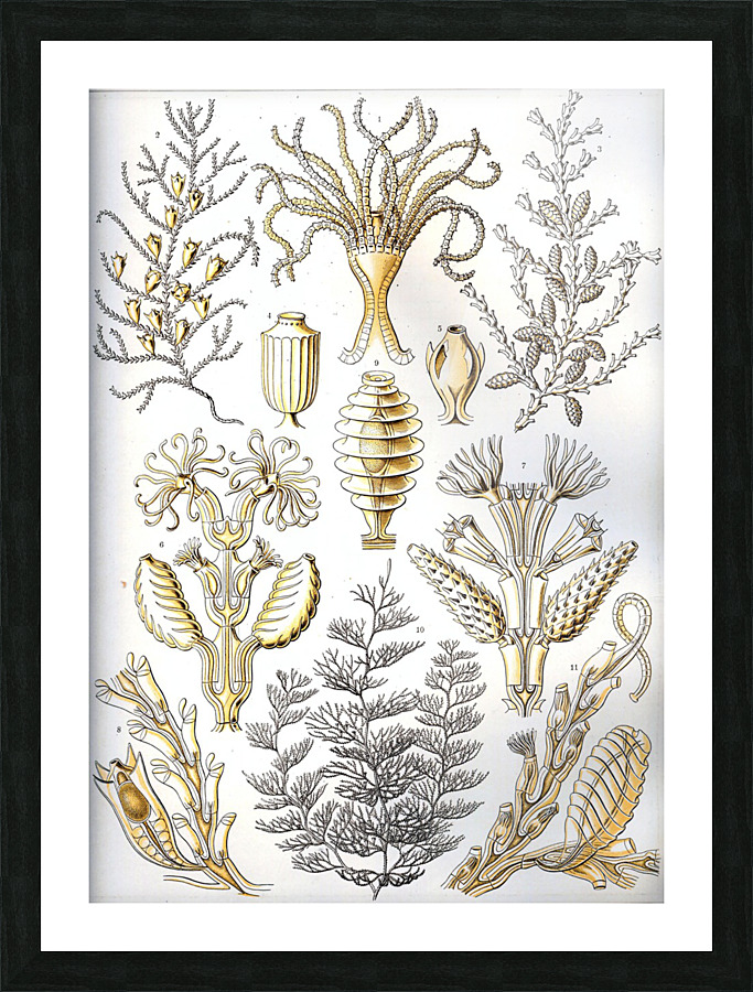 26 haeckel sertulariae Picture Frame print