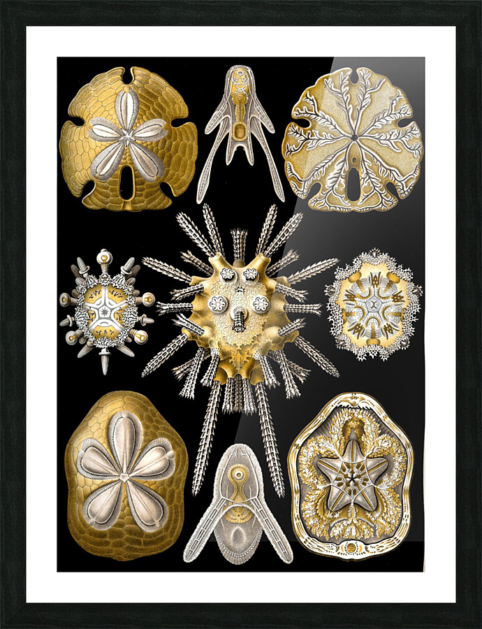 31 haeckel echinidea Picture Frame print