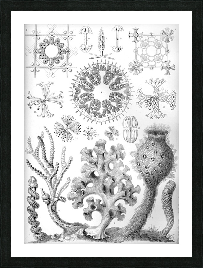36 haeckel hexactinellae Picture Frame print